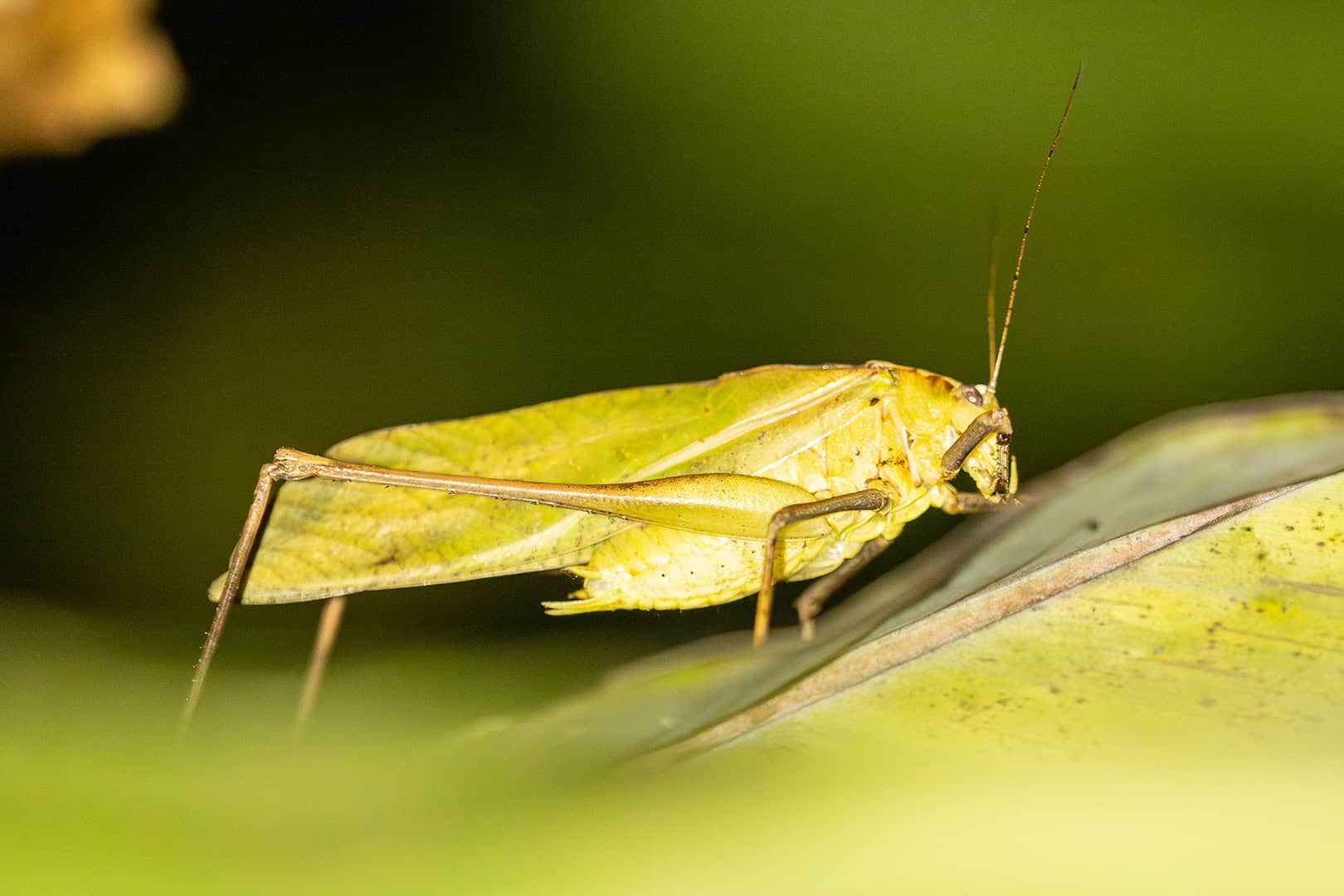 Close up van een sprinkhaan in Kinabalu National Park