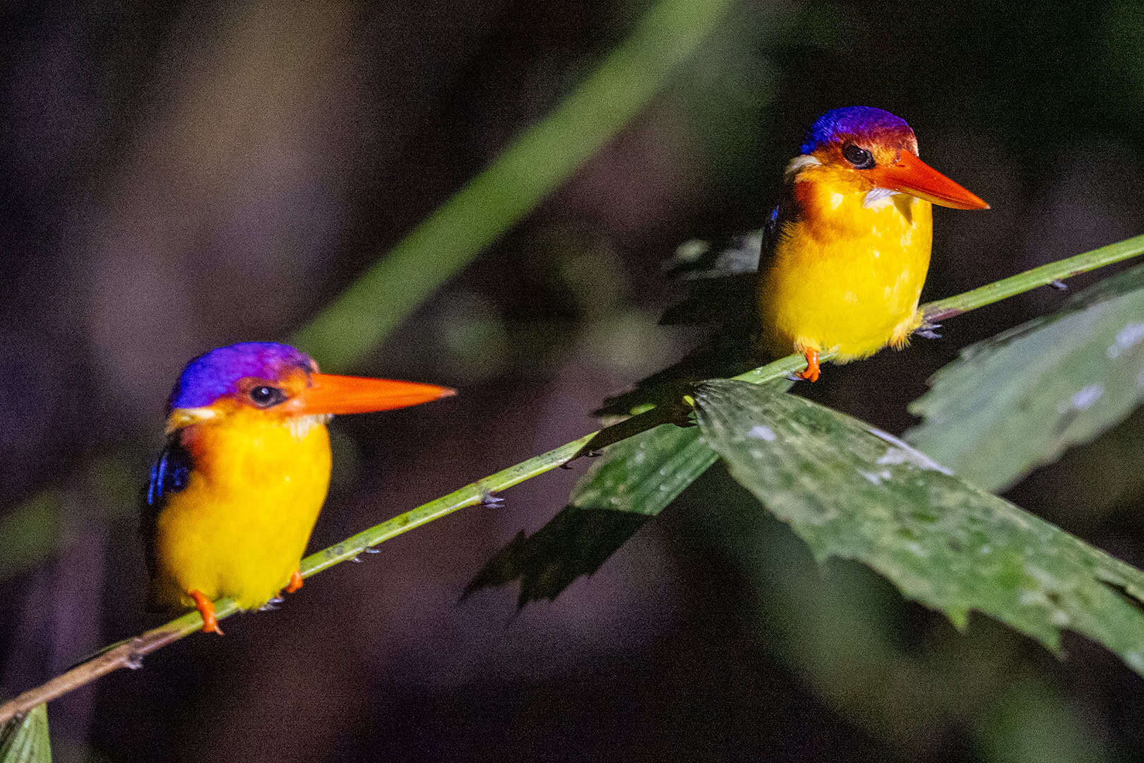 King Fishers in Kinabalu National Park