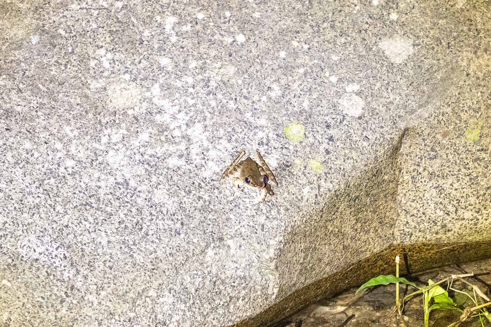 Kleine kikker in Kinabalu National Park