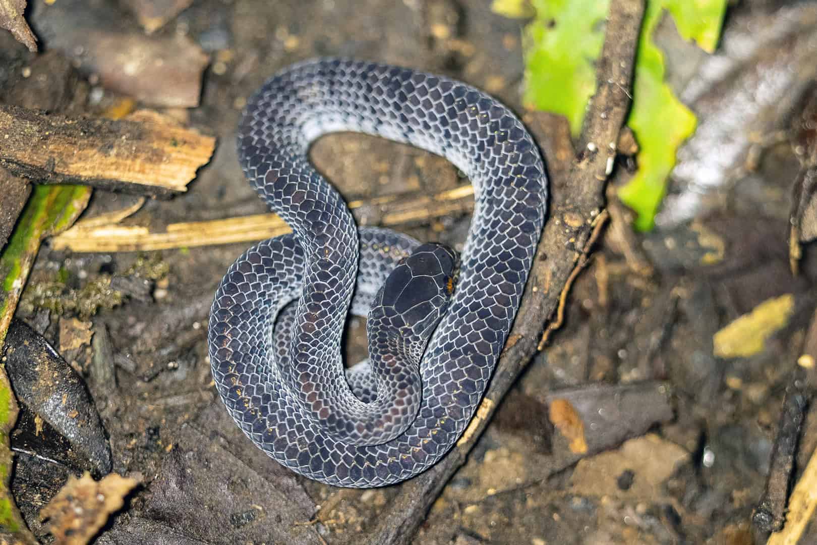 Opgerolde slang in Kinabalu National Park
