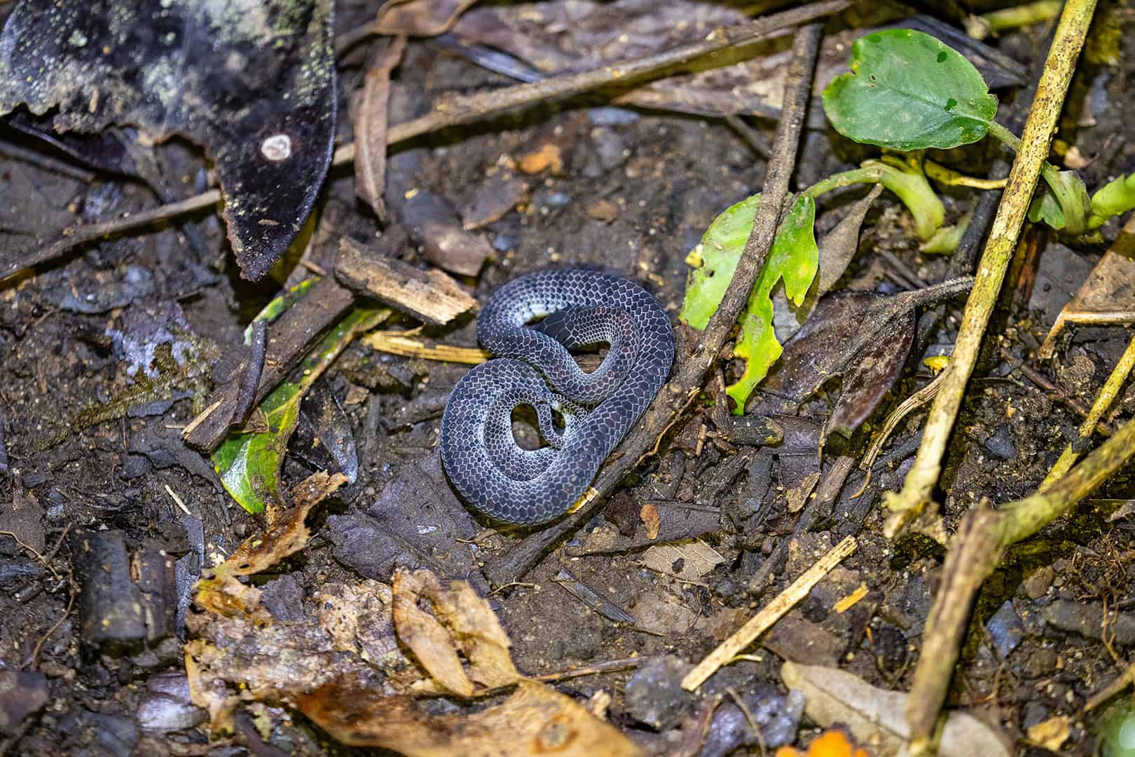 Slug eating snake at the herping tour