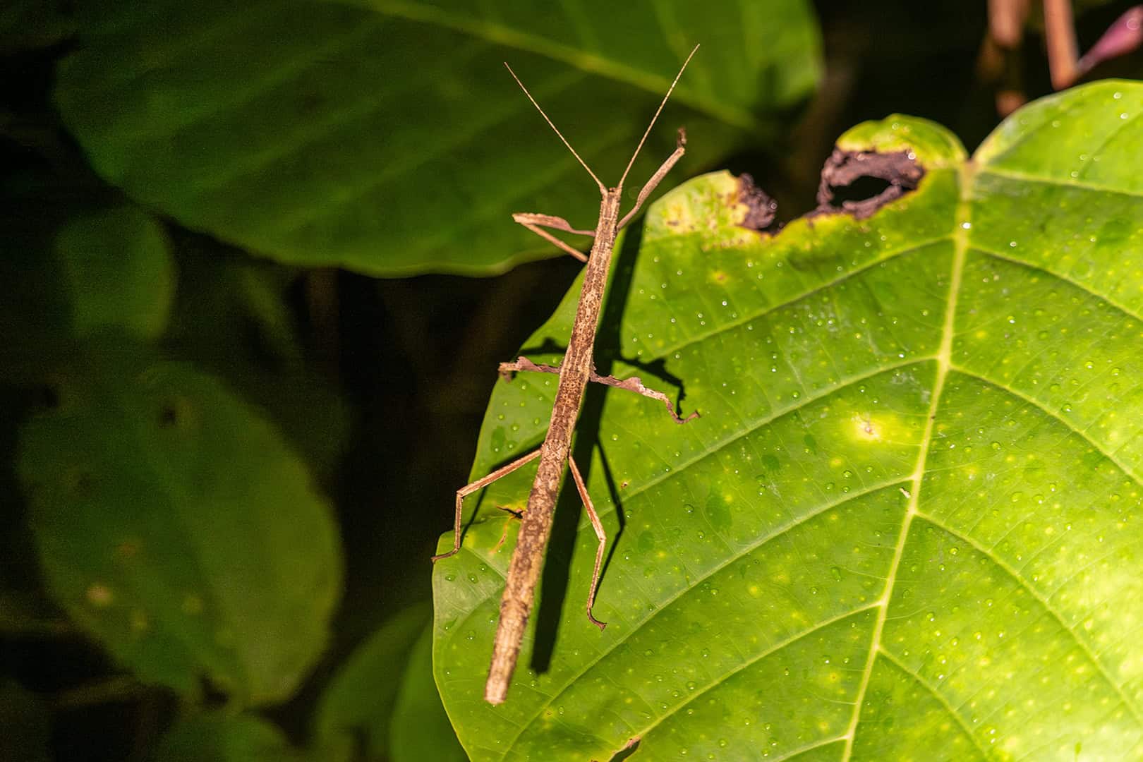 Stick insect in Kinabalu National Park
