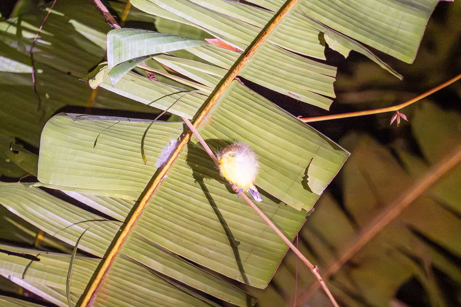 Slapende vogel in Kinabalu National Park