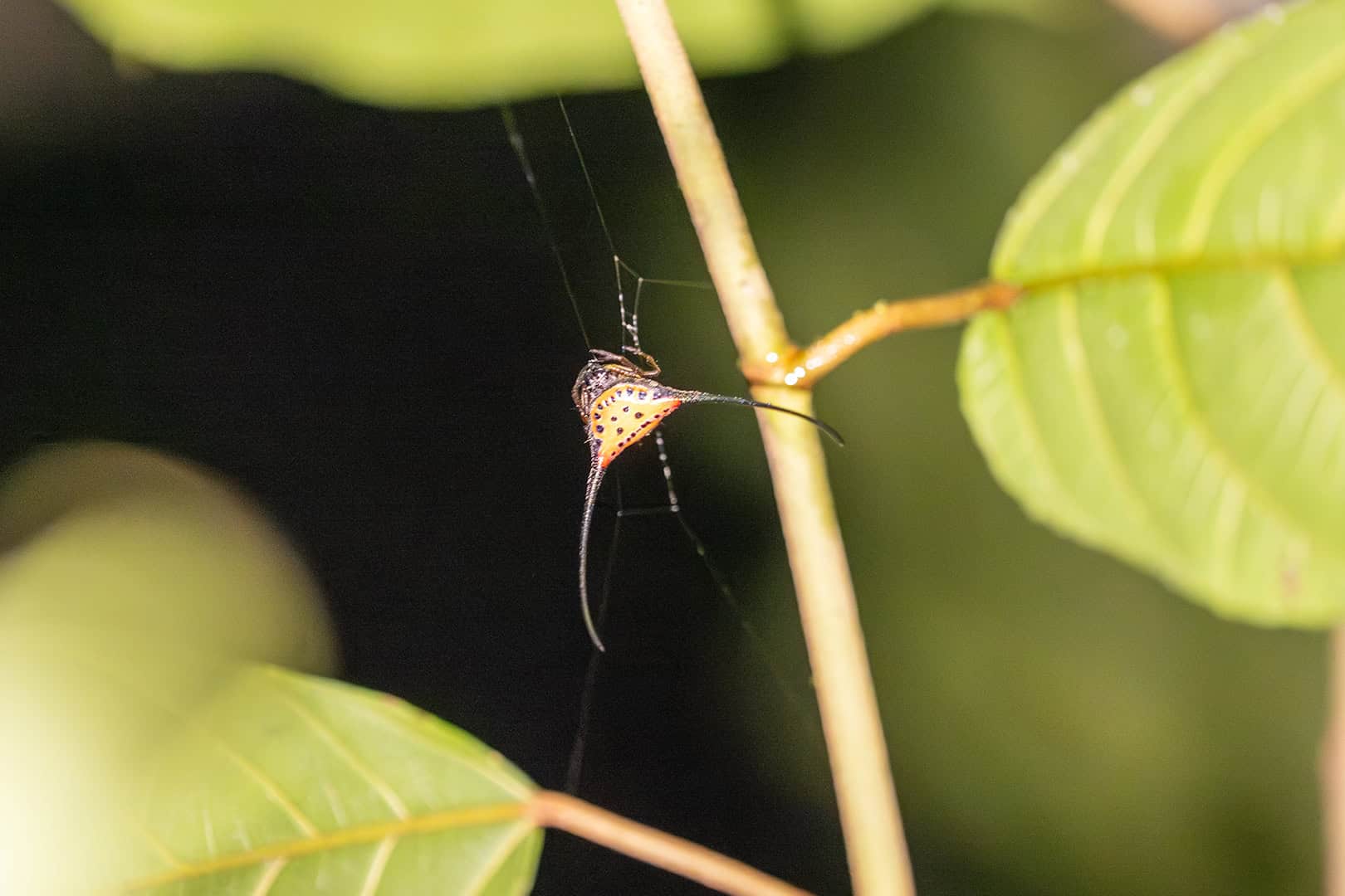 Insect in Kinabalu National Park