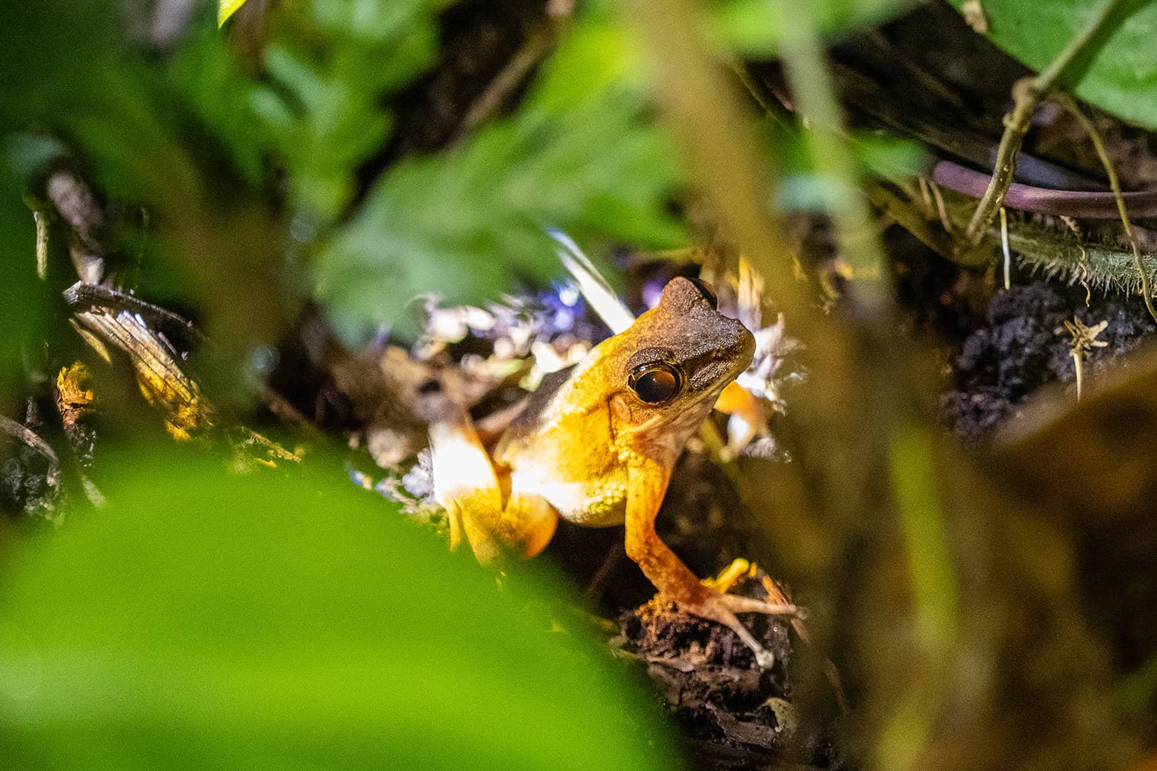 Mooie kikker in Kinabalu National Park