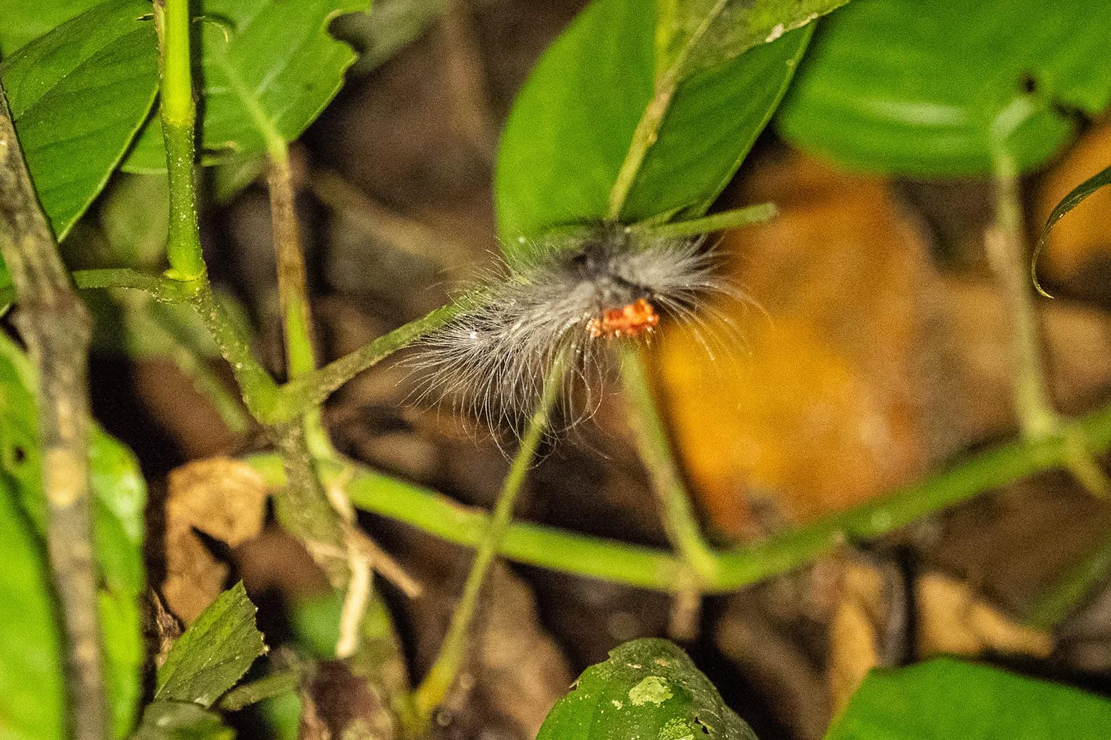 Gekke insecten in Kinabalu National Park