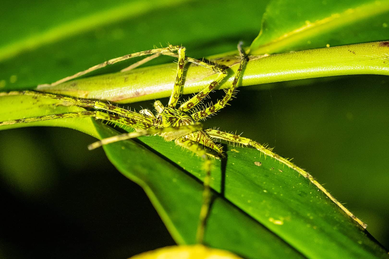 Grote spin in Kinabalu National Park