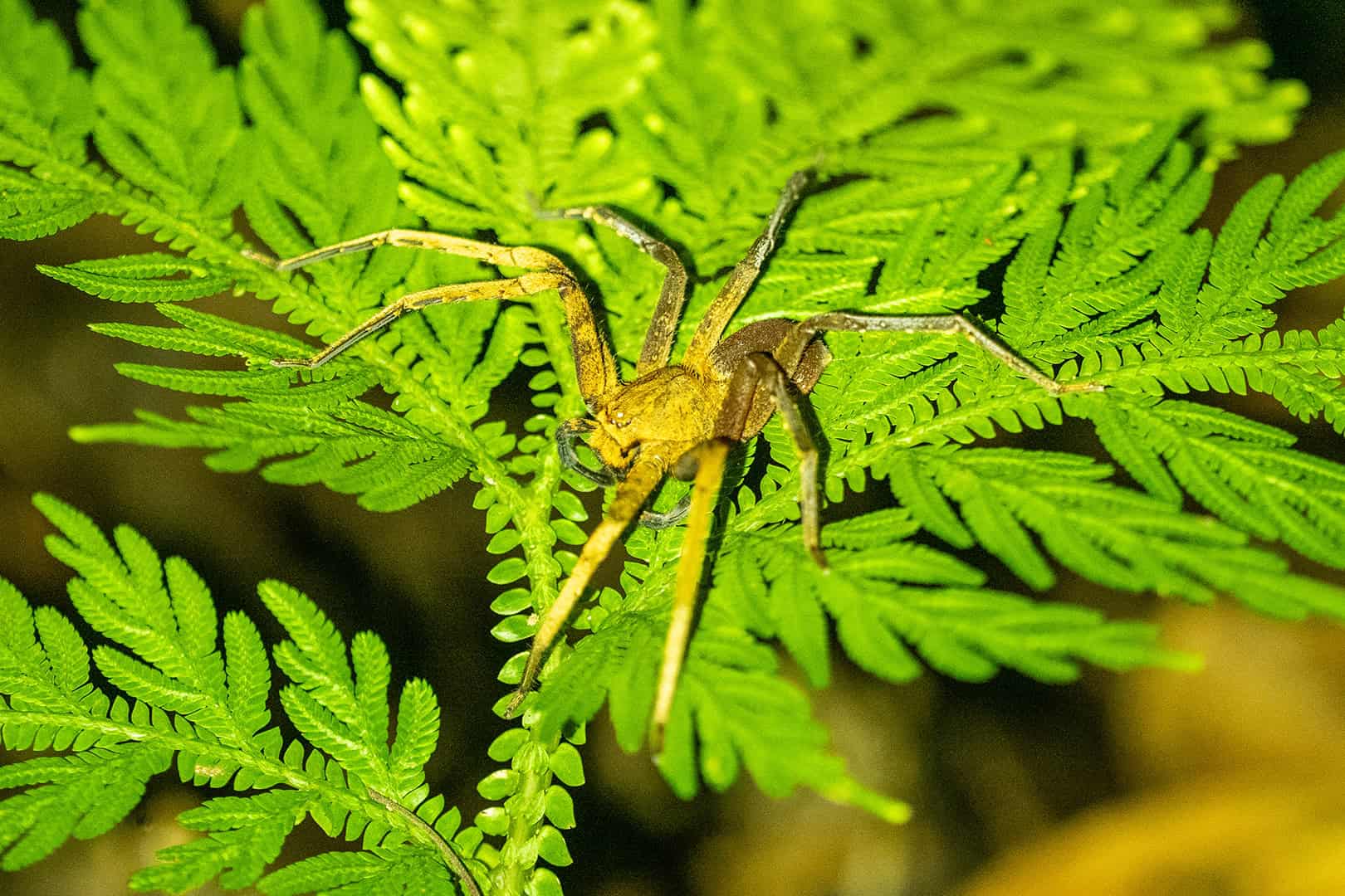 Mooie spin in Kinabalu National Park