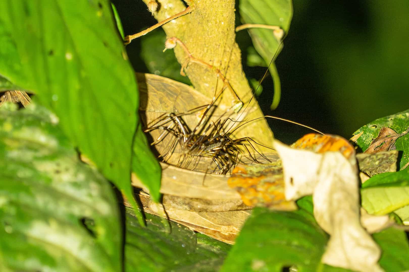 Long legged centipede in Kinabalu National Park