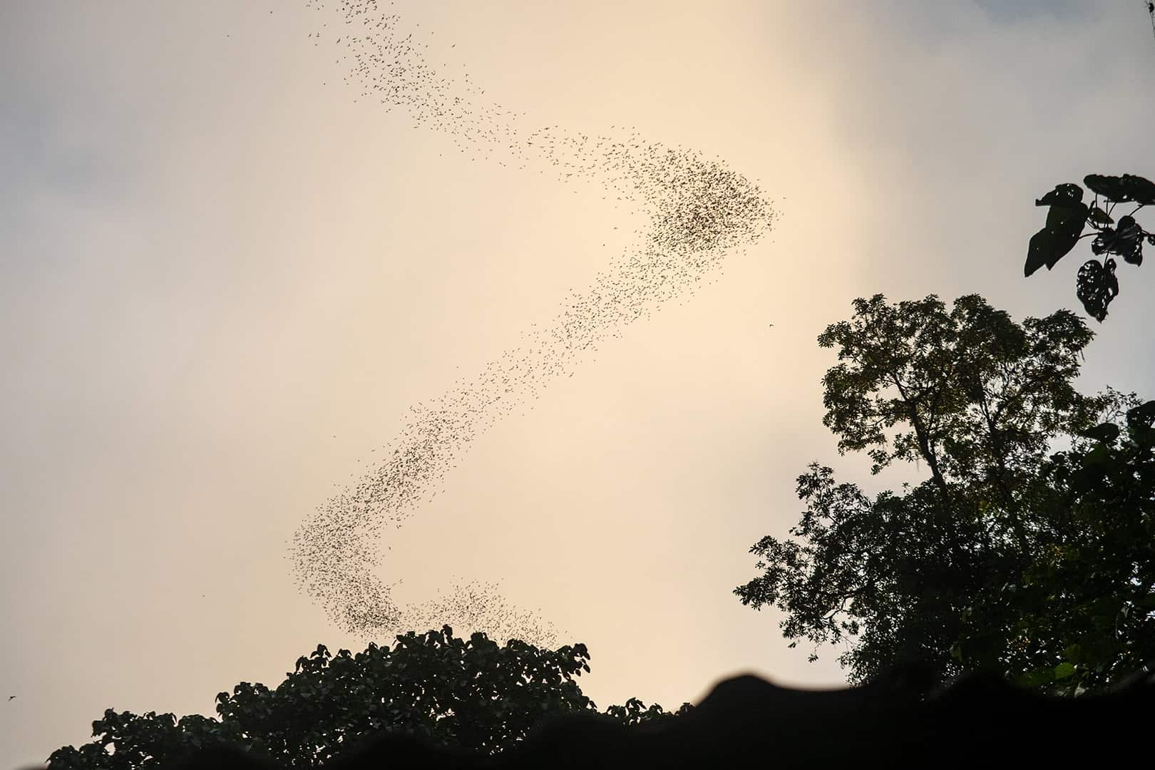 Bat Exodus Mulu