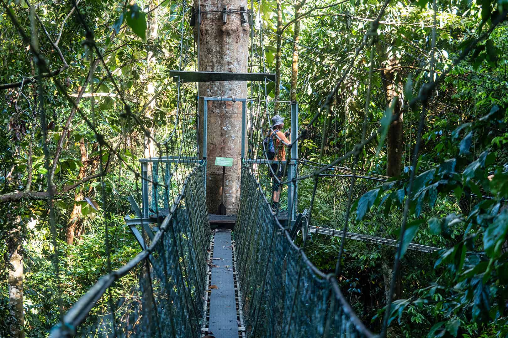 Mulu Canopy Skywalk