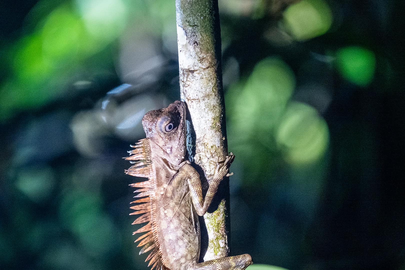 Rainforest Night Walk