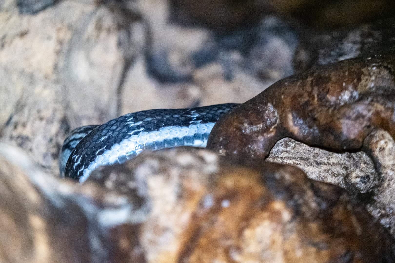 Racer Cave (Intermediate Adventure Caving Tour)