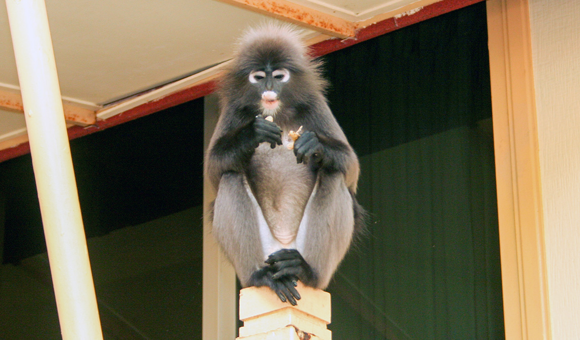 Mutiara Burau Bay Resort, Langkawi