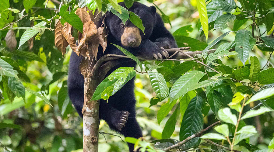 Bornean Sun Bear Conservation Centre