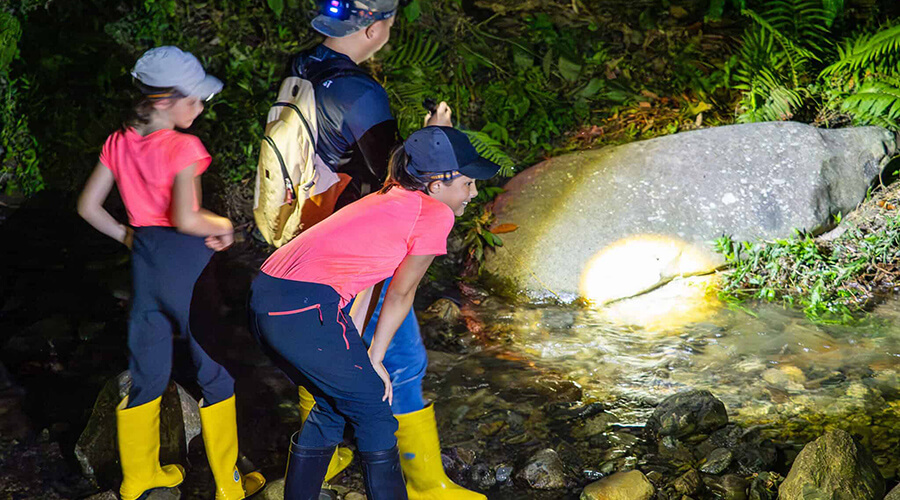 Herpingtour in Kinabalu National Park