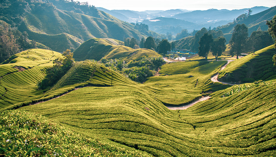 Cameron Highlands