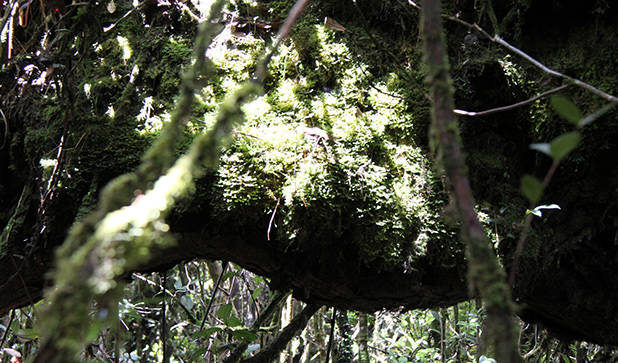 Mossy Forest Cameron Highlands 4