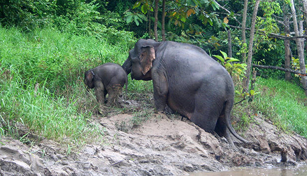 Olifant langs de Kinabatangan 1