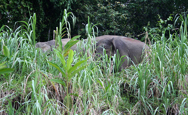 Olifant langs de Kinabatangan 2