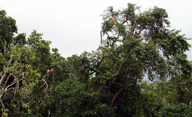 Proboscis langs de Kinabatangan 1