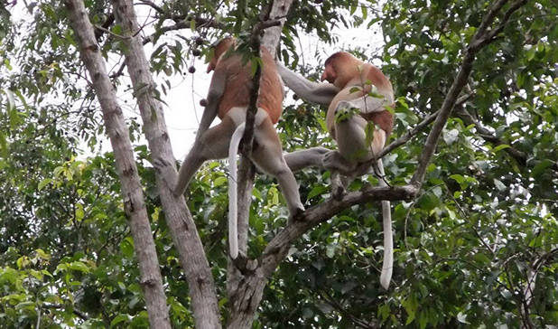 Proboscis langs de Kinabatangan 2