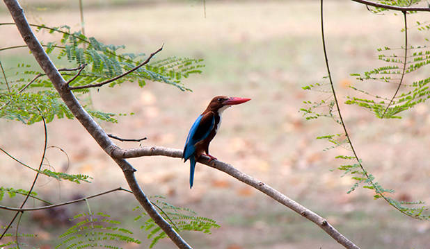 Zeldzame vogelsoort