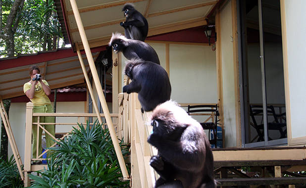 Dusky Leaf Monkey 1