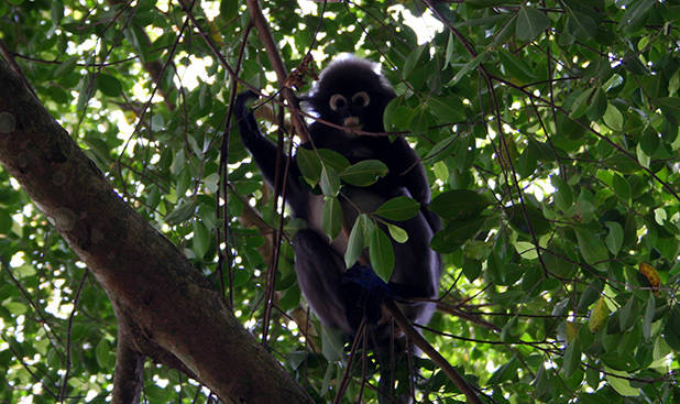 Dusky Leaf Monkey 2