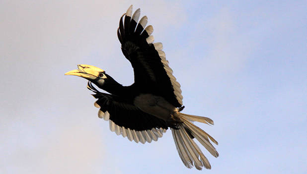 Hornbill 1