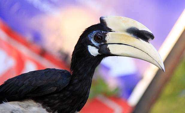 Hornbill 2