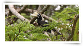 Hornbill