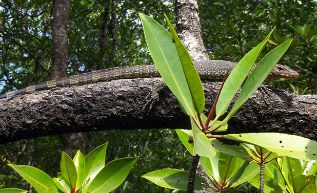 Monitor lizard 1