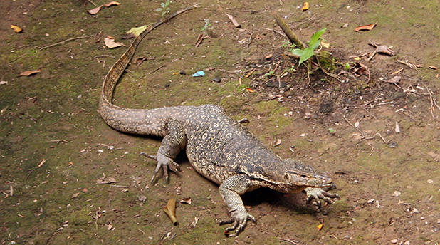 Monitor lizard 2