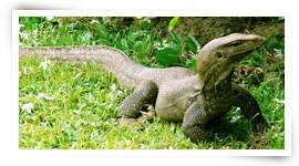 Monitor lizard