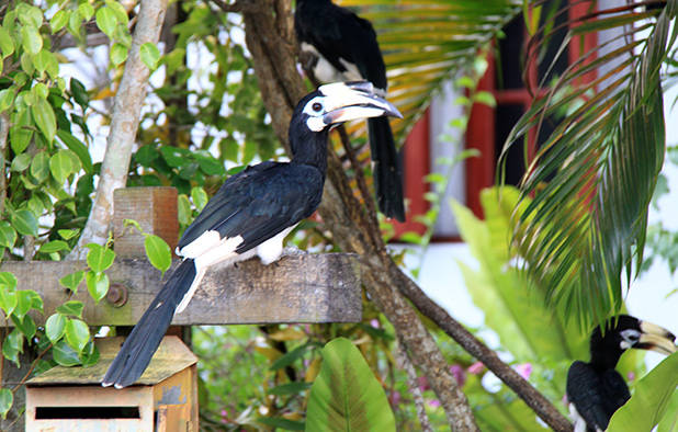 Hornbill