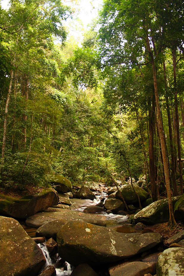 Jungle van Maleisie
