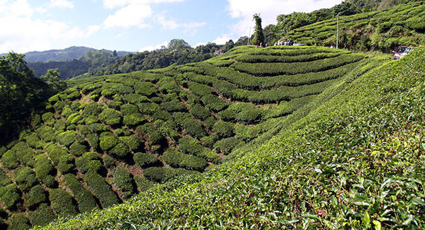 Reizen naar Cameron Highlands