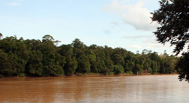 Kinabatangan rivier 3