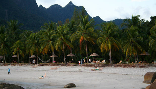 Palmbomen bij het resort