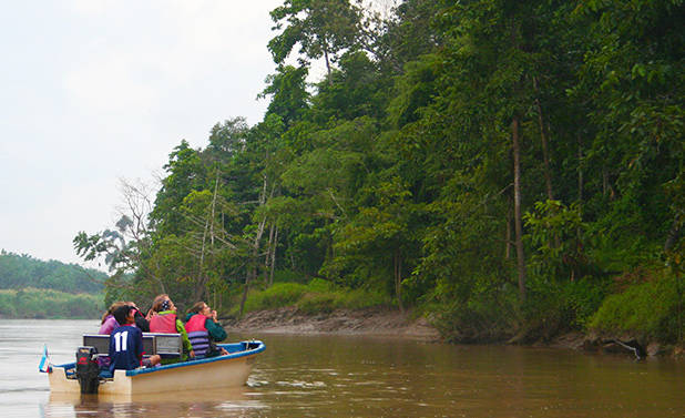 Rivercruise Kinabatangan