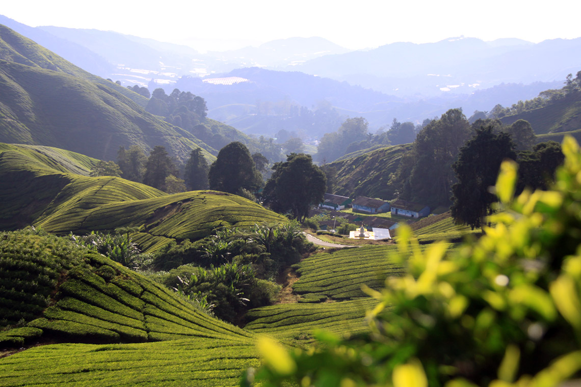 Cameron Highlands