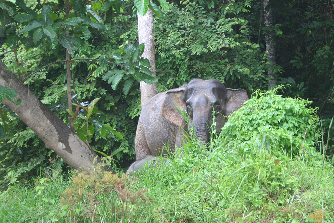 Kinabatangan rivier