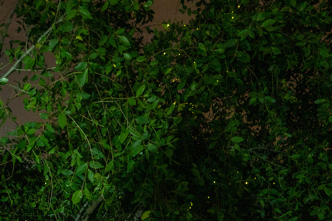 Kuala Selangor Fireflies