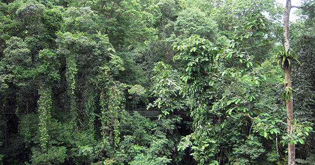 Canopy walk