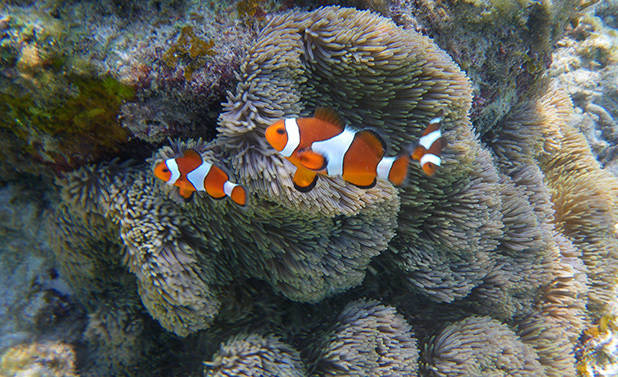 Koraal op Perhentian 1