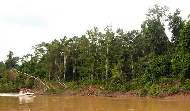 Riviercruise over de Kinabatangan 2