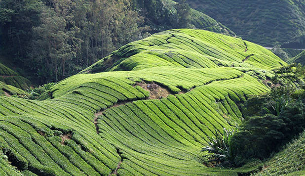 Cameron Highlands