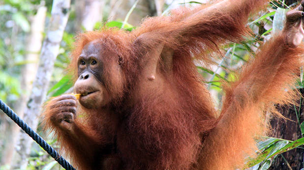 Orang-oetan eet mango