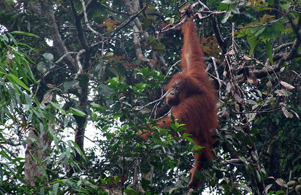 Orang-oetan in de boom